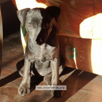 Photo 1/1 RICO Chien lost in Bedous 64490