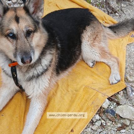 Photo 1/1 Found dog Found in Sartrouville