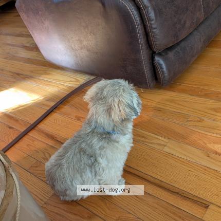 Photo 1/1 Reunited dog Lost in Delaware