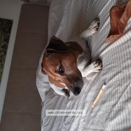 Foto 1/1 Hond teruggevonden Vermist in Bastogne