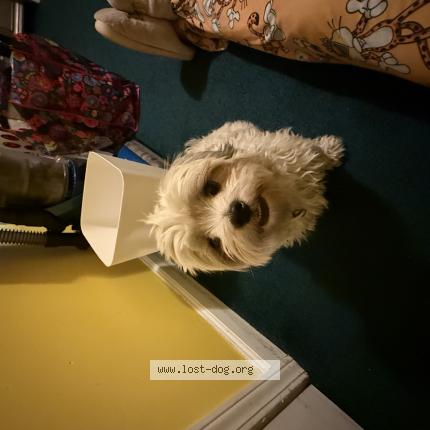 Photo 1/1 Reunited dog Found in Indianapolis