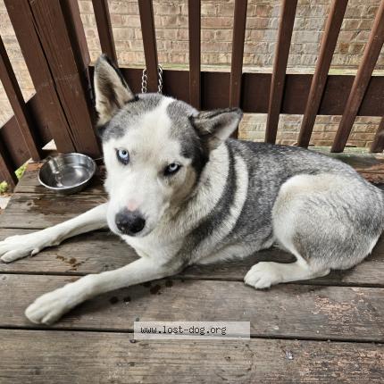 Photo 1/1 Reunited dog Found in Chicago