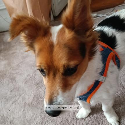 Photo 1/1 Reunited dog Found in Paris