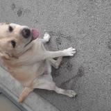 Picture of dog found at Caluire