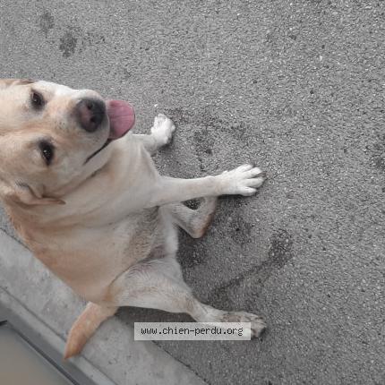 Photo 1/1 Found dog Found in Caluire