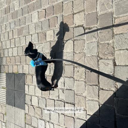 Foto van vermiste hond in Uccle