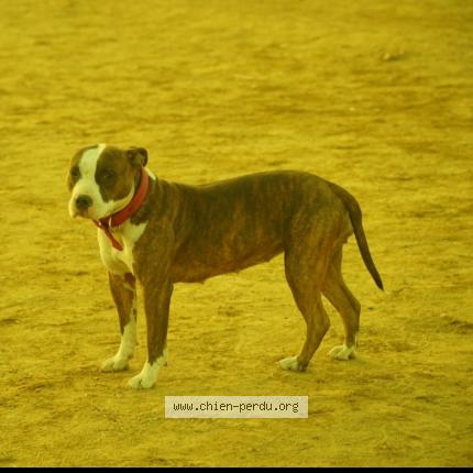 Photo 1/1 Thorvi Chien lost in Spy