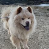 Picture of dog lost at Saint Just D Avray