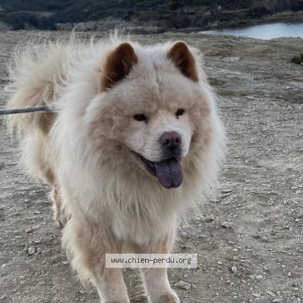 Photo 1/1 Robin Chien lost in Saint just d avray