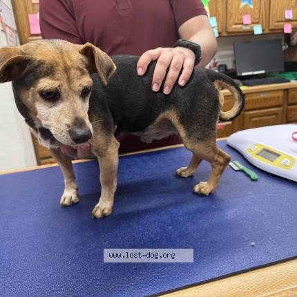 Photo 1/1 Reunited dog Found in Pomona