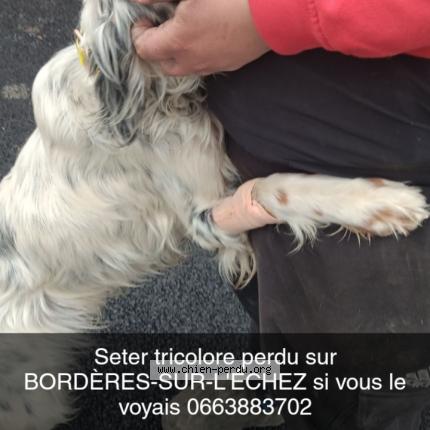 Photo 1/1 Tango Chien lost in Borderes sur l echez