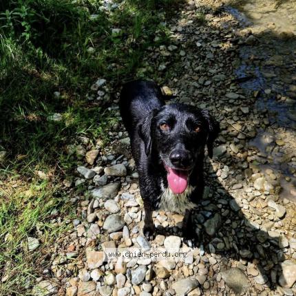 Picture of dog lost at Livron Sur Drome