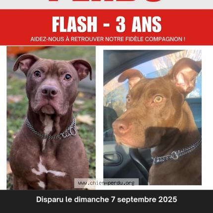 Photo 1/1 Flash Chien lost in Massy