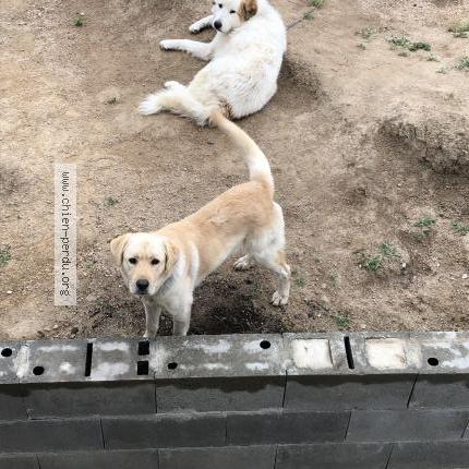 Photo 1/1 Bella Chien lost in St junien