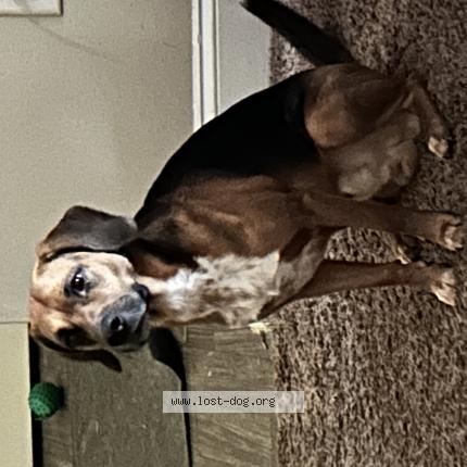 Photo 1/1 Reunited dog Lost in Cincinnati