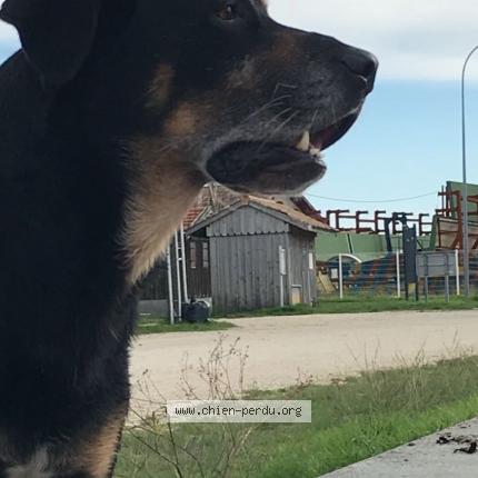 Photo 1/1 Amour Chien lost in Gujan mestras