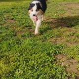 Picture of dog found at Nantes