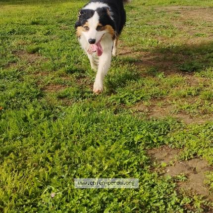 Photo 1/1 Found dog Found in Nantes