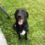 Picture of dog found at Le Lauzet Ubaye