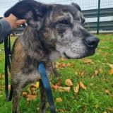 Picture of dog found at Chateaubriant