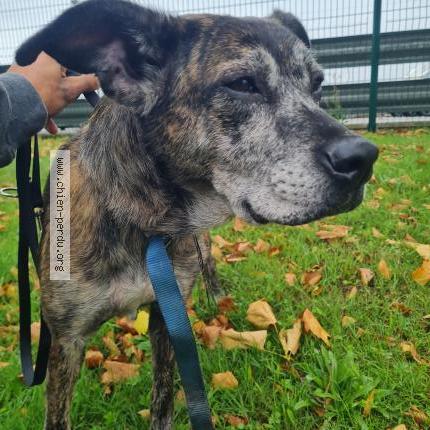 Photo 1/1 Found dog Found in Chateaubriant