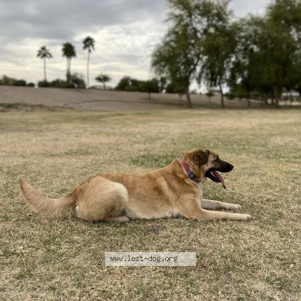 Photo 1/1 Reunited dog Lost in Phoenix