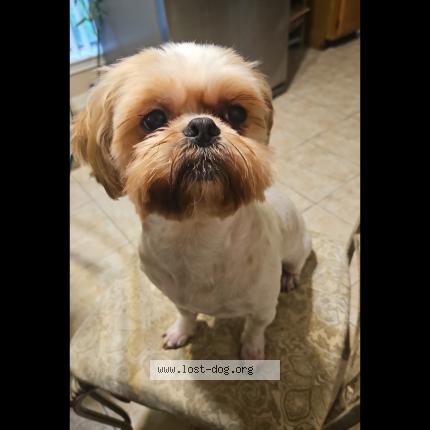 Photo 1/1 Reunited dog Lost in Humble