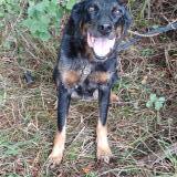 Picture of dog found at Bouvesse Quirieu