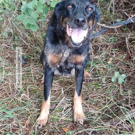 Photo 1/1 Found dog Found in Bouvesse quirieu