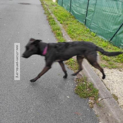 Photo 1/1 Found dog Found in Mirambeau