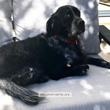 Picture of dog lost at Rognes