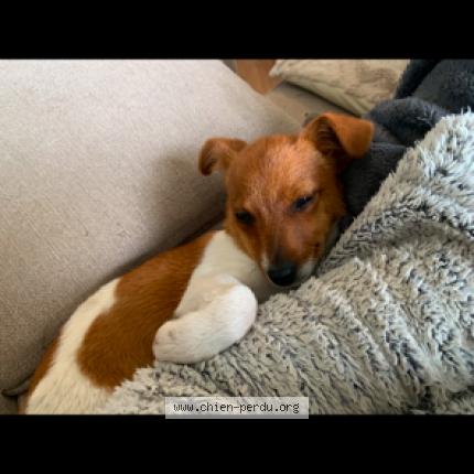 Photo 1/1 BIANCA Chien lost in Lavit