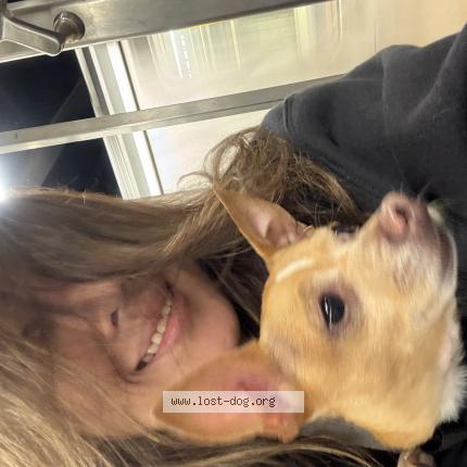 Photo 1/1 Reunited dog Lost in Queens