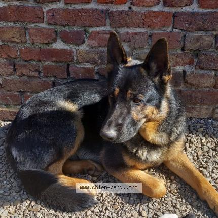 Photo 1/1 Chuck Chien lost in Oisy le verger