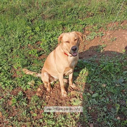 Photo 1/1 Nahla Chien lost in Clesse