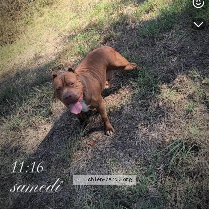 Photo 1/1 Bally Chien lost in Lu busseau