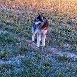 Picture of dog found at Peynier