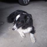 Picture of dog found at Colombier Le Jeune
