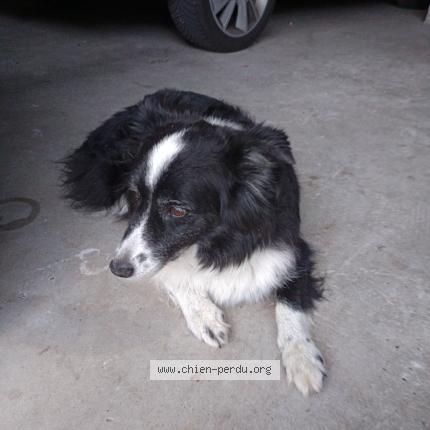Photo 1/1 Found dog Found in Colombier le jeune