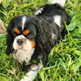 Picture of dog lost at Fouesnant