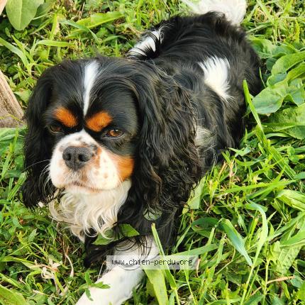 Photo 1/1 shanti Chien lost in Fouesnant