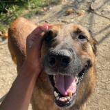 Picture of dog lost at Creteil