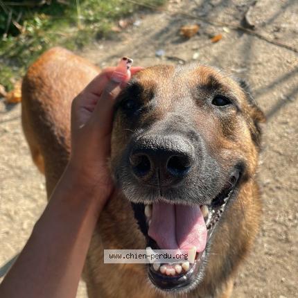 Photo 1/3 Sya Chien lost in Creteil