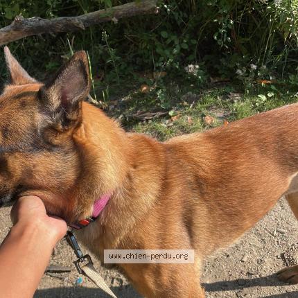 Photo 2/3 Sya Chien lost in Creteil