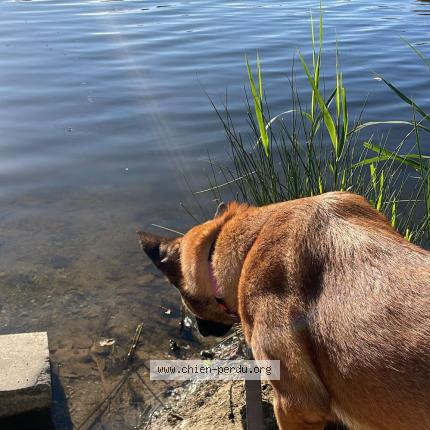 Photo 3/3 Sya Chien lost in Creteil