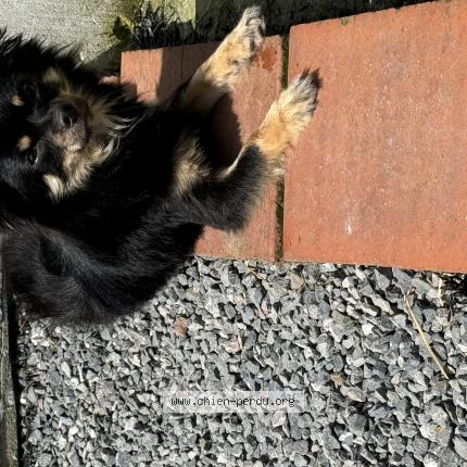 Photo 1/1 Billy Chien lost in Courcelles