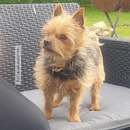 Photo 1/1 Forest Chien lost in Livarot