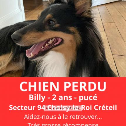 Photo 1/2 BILLY Chien lost in Choisy le roi