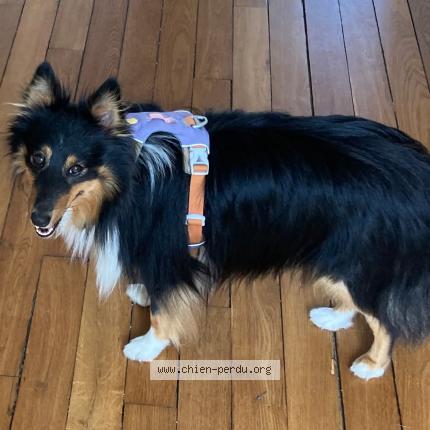 Photo 2/2 BILLY Chien lost in Choisy le roi