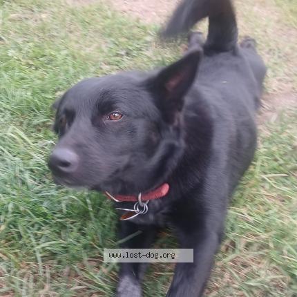 Photo 1/1 Reunited dog Lost in Baraboo